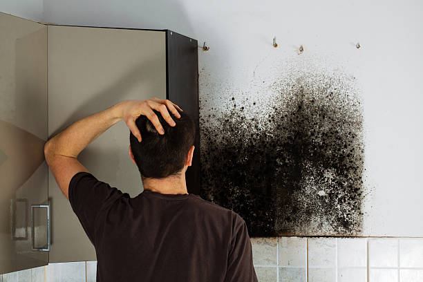 Best Mold Removal Process  in USA